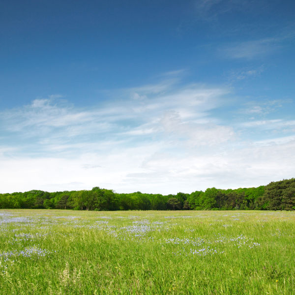 Picture of Modern Land Trusts in Estate Planning