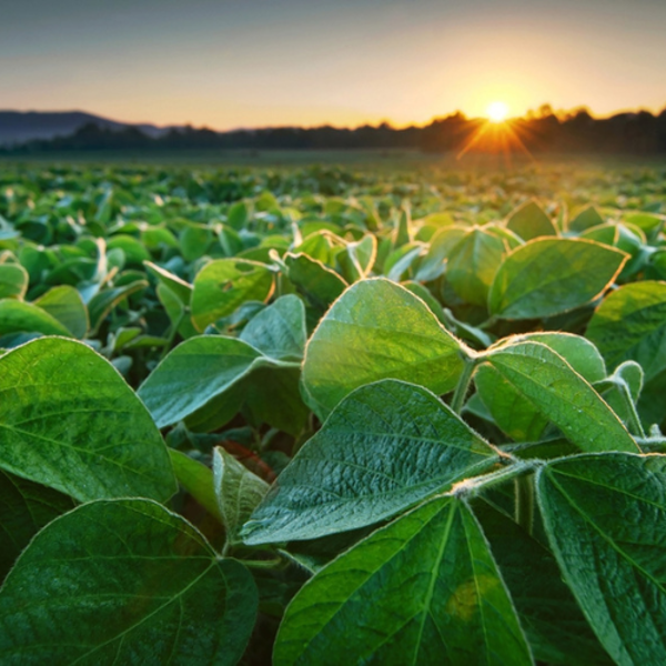 Picture of Farming Law: Environmental, Drainage, and Wind Farm Issues 2024 Edition
