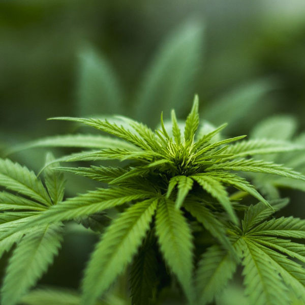 Photo of cannabis plant