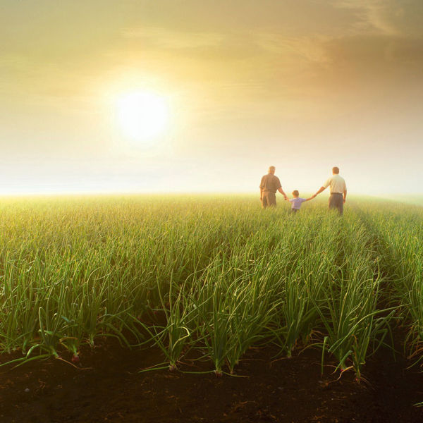 Grandfather, father, and son holding hands in a farm field