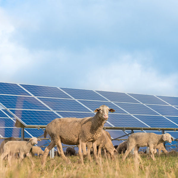 Solar panels with grazing sheep in foreground