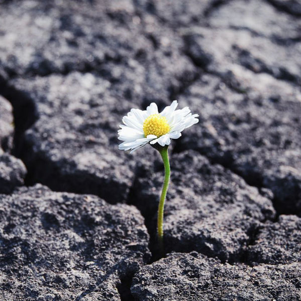 Small flower growing out of cracked and dry soil