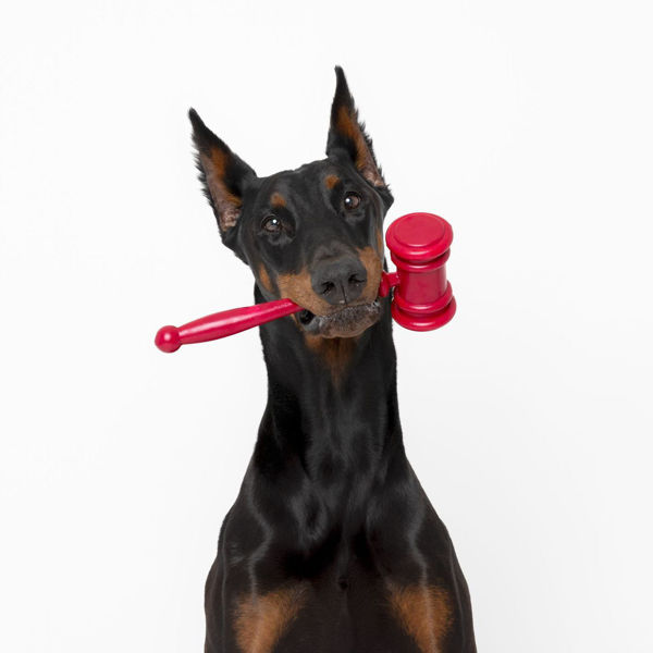 Doberman Pinscher holding a red gavel in their mouth